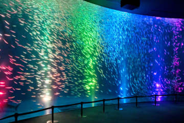 水族館で観たい“梅雨の美景”、マイワシ35,000匹が描く雨上がりの虹　名古屋・港区