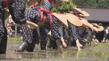 日本の原風景「白川郷田植え祭り」 移住者も早乙女として奮闘　岐阜・白川村