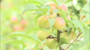 小梅の収穫　愛知・新城市　収穫量県内1位の梅の産地