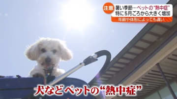【犬がハァハァ…それ熱中症の症状かも？】気をつけてたいペットの熱中症【福島】