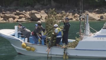 小学生がアオリイカの「産卵床」作り　三重・尾鷲市