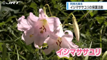 「貴重な花を大事に見守りたい」阿南光高校の生徒が伊島で絶滅の島固有種イシマササユリの調査など【徳島】