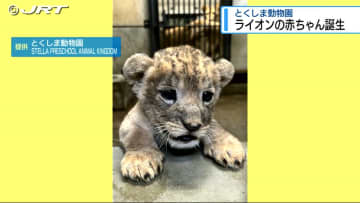 ふわふわとした毛並みに大きな瞳でぬいぐるみのような可愛らしさ　ライオンの赤ちゃんがとくしま動物園で誕生【徳島】