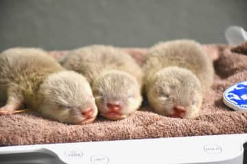 サンシャイン水族館、コツメカワウソの赤ちゃん誕生