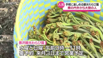 質の良いワラビが手当たり次第に…手軽で人気の観光ワラビ園　多くの人でにぎわう