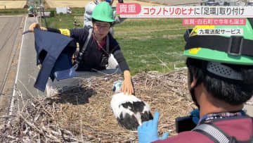 【密着】コウノトリのヒナに「足環」を装着　電柱の上の巨大な巣　親鳥が離れた間に作業　1羽だけ育ったヒナを地域で見守る　佐賀