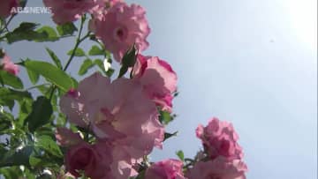 県立農業科学館でバラが見ごろ　園芸品などの販売イベントも