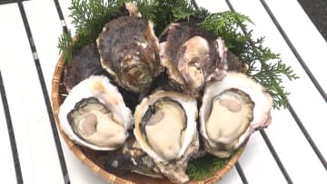 濃厚でクリーミーな「海のチーズ」　身がぎっしり「岩ガキ」出荷最盛期　三重・紀北町