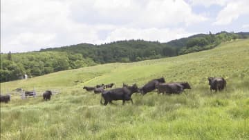 飛騨牛の放牧　秋のお産に備え新鮮な牧草を食べる　岐阜・高山市