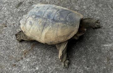 【危険動物】船橋でカミツキガメ捕獲　別個体の生息可能性も　「大けがにつながる恐れ」注意呼び掛け