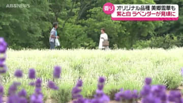 初夏を彩る紫と白の絶景　美郷町の名所でラベンダーが見ごろ