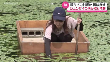 今が旬　三種町のジュンサイ　鴨下アナも摘み取り体験　今年の出来は？