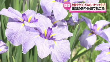 阿賀野市の瓢湖あやめ園で「ハナショウブ」が見ごろ　30万本が色鮮やかに咲く 《新潟》