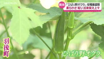 夏バテ予防にも！ひばり野オクラの収穫最盛期　天候に恵まれ生育は順調