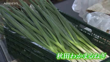 葉っぱも芯もすべて柔らかい！「秋田わかまるねぎ」本格デビュー
