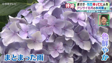 2週間遅れの梅雨入り　アジサイの名所の水対策は？　愛知・蒲郡市「形原温泉・あじさいの里」