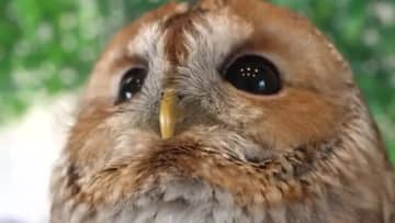 「不意に見つめられるあのでかいビー玉みたいな目がめちゃくちゃかわいい」ジメッとする季節…癒しの時間をお届け　ネコちゃん、インコちゃん、フクロウちゃん大集合【福島県】