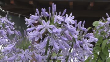 花火のように放射状に咲く　アガパンサスの花が見頃　三重・熊野市