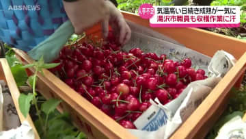 収穫最盛期のサクランボ　ネコの手も借りたい中…市役所職員が"副業"でお手伝い　秋田県湯沢市