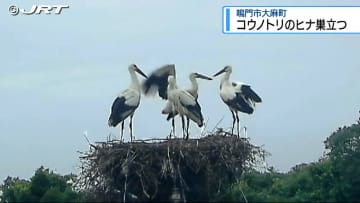 8年連続　2024年4月に鳴門市大麻町で生まれた4羽のコウノトリ巣立ち【徳島】