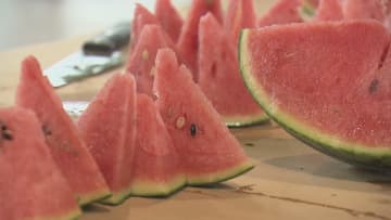 冷蔵庫にすっぽり　小さくてかわいらしい「小玉すいか」新潟市西区で出荷はじまる《新潟》