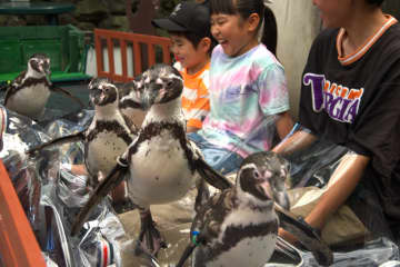 “踏まれる楽しさ”にハマる人続出!? ペンギンを知る特別授業が開講　三重県