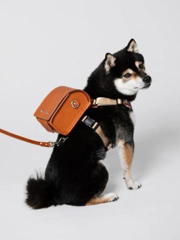 大谷選手の愛犬"デコピン"が「土屋鞄」のランドセルを身に着けていると話題。これはペットにおソロ買いしたい...。