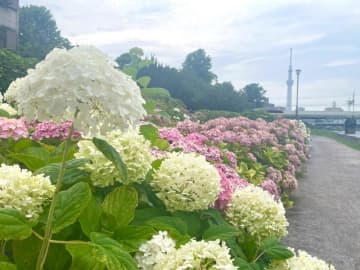 【梅雨のお出かけ】今が絶景のエモいスポットを発見。紫陽花と"東京のシンボル"が一緒に見られて穴場すぎ...。