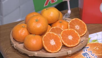 平均糖度12度以上  「蒲郡温室みかん」出荷最盛期　愛知・蒲郡市