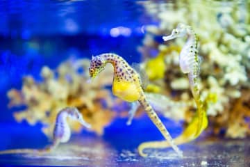 7月7日の主役は「タツノオトシゴ」！限定魚朱印や“まる見え”バックヤードで魅力を発信