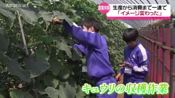 生産から消費まで！中学生が3日間の農業体験　キュウリの収穫や選別を体験　秋田市