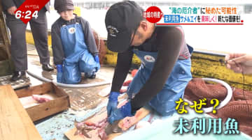実は美味！？売れないサメ＆エイを漁師の新たな収入源に！“海の厄介者”が秘める可能性