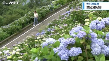 山肌一面に咲き誇る青いアジサイ「どこ行こ?」佐那河内村で「青」の絶景を楽しむ【徳島】