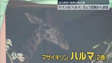 「北九州市へようこそ！」マサイキリンの「ハルマ」が到津の森公園にやってきた　一般公開は未定　福岡