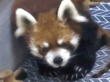【動画あり】ハッピーバースデー風太！　21歳に、立ち姿愛されたレッサーパンダ　バースデーケーキならぬリンゴや煮た芋でご機嫌　国内最高齢、ファンも歓喜　千葉市動物公園