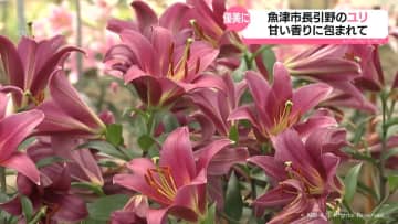 優美に咲く　魚津市長引野特産のユリ