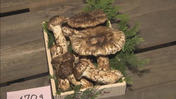 「夏マツタケ」の初競り　岐阜・高山市