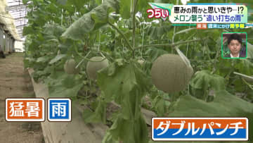 猛暑と雨でダブルパンチ!?　雨に期待の「トウモロコシ」　一方「メロン」襲う“追い打ちの雨” 　愛知・田原市
