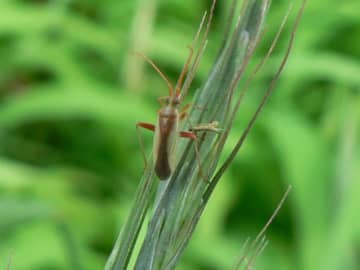 千葉県、斑点米カメムシ大量発生　2年連続で注意報発令　米の品質低下懸念