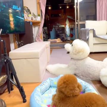 大型犬と『恐竜映画』を見た結果…『子どものように夢中になる姿』が可愛すぎると369万再生「もは...