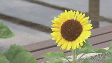 県内各地で気温上昇　上越・中越で「猛暑日」予想　熱中症など健康管理に注意 《新潟》