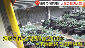 まるで「植物園」…倉庫から大量の“栽培大麻”　ベトナム人男女6人逮捕　約2000本、末端価格"5億円相当”押収　茨城・古河市