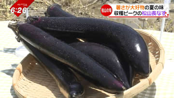 【松山の旬】夏野菜で暑さを乗り切る！さっぱりメニューに“焼酎”も「松山長なす」の意外な楽しみ方