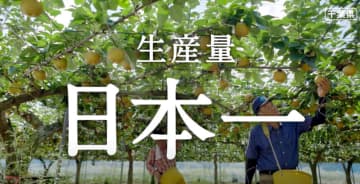 「日本一の梨いかが」千葉県　化粧箱、動画でPR強化　テレビCMやスーパーの売り場で放映も