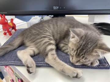 危機一髪！車道に飛び出してきた子猫を社員が保護 → “会社猫”として皆の癒やしに