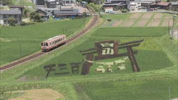色とりどりの稲で描く　田んぼアート　岐阜・恵那市
