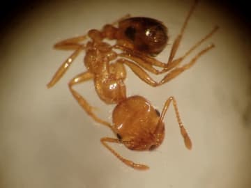 千葉港にアカカミアリ　生きた10匹確認　県内4例目　刺されると激しい痛みや腫れ