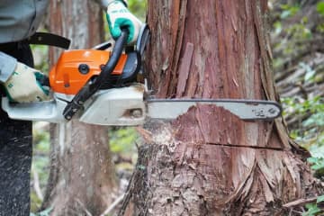 自ら切った木が倒れ…　伐採作業中の男性、倒木に当たり死亡　香取の森林