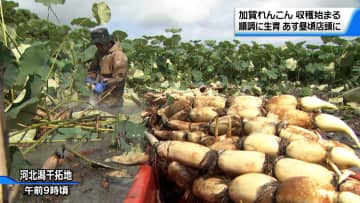 最大１メートルの大物も！加賀野菜のひとつ「加賀れんこん」が初出荷