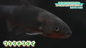 「カエルさんがデカくて置物かと思った」夏休みの日記や自由研究にいかが？水生昆虫を集めた水族館　福島・猪苗代町